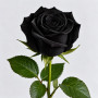 Чёрная роза Блэк Баккара